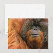 Portrait of Orang-utang Male, Georgia, USA ポストカード (正面/裏面)