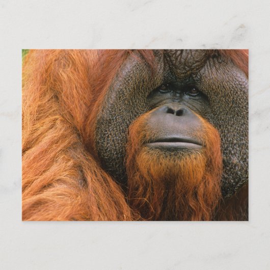Portrait of Orang-utang Male, Georgia, USA ポストカード (正面)