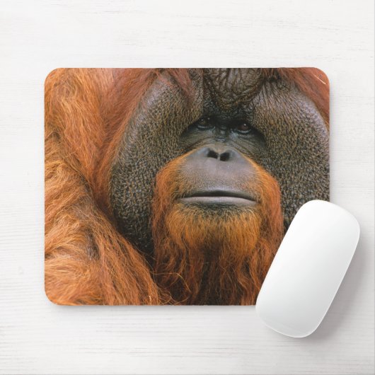 Portrait of Orang-utang Male, Georgia, USA マウスパッド (マウス)