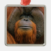 Portrait of Orang-utang Male, Georgia, USA メタルオーナメント (正面)