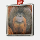 Portrait of Orang-utang Male, Georgia, USA メタルオーナメント (左)