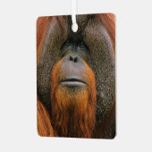 Portrait of Orang-utang Male, Georgia, USA メタルオーナメント (正面左)