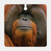 Portrait of Orang-utang Male, Georgia, USA メタルオーナメント (正面)