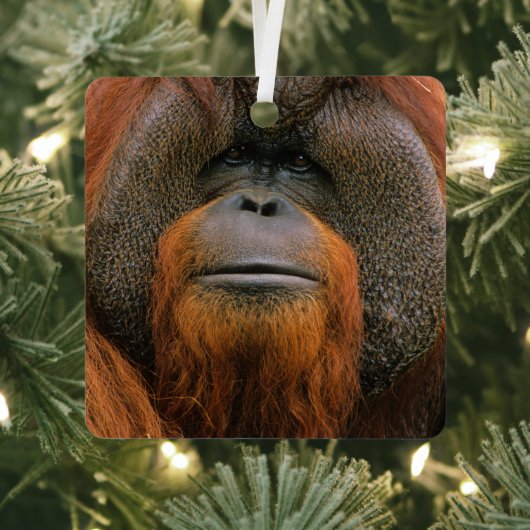 Portrait of Orang-utang Male, Georgia, USA メタルオーナメント (インサイチュ)
