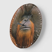 Portrait of Orang-utang Male, Georgia, USA ラージ壁時計 (傾斜)