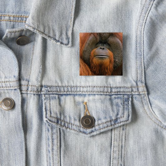 Portrait of Orang-utang Male, Georgia, USA 缶バッジ (インサイチュ)