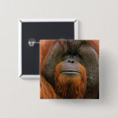 Portrait of Orang-utang Male, Georgia, USA 缶バッジ (正面&裏面)