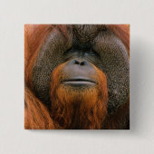 Portrait of Orang-utang Male, Georgia, USA 缶バッジ (正面)