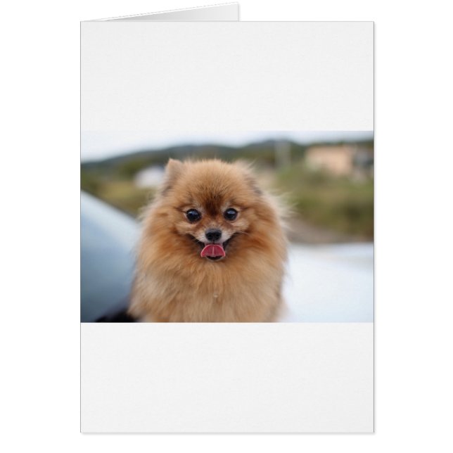 Portrait Pomeranian Dog (正面)