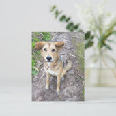 Portuguese Akita and German Shepherd mix female ポストカード (スタンド正面)