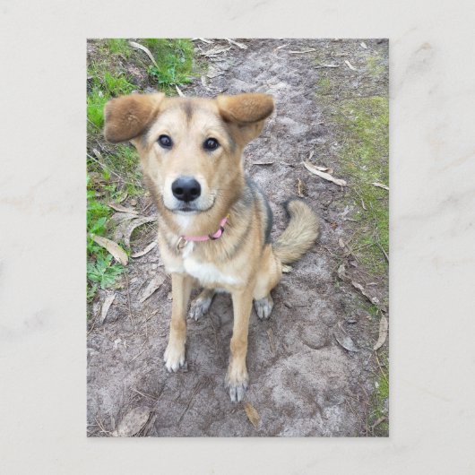 Portuguese Akita and German Shepherd mix female ポストカード (正面)