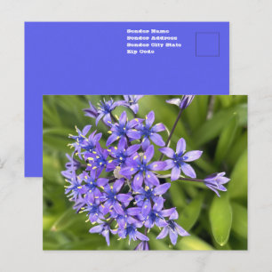 Portuguese Squill 花のクローズアップ 自然写真 ポストカード