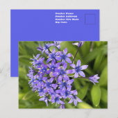 Portuguese Squill 花のクローズアップ 自然写真  ポストカード (正面/裏面)