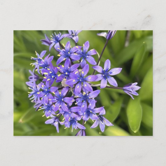 Portuguese Squill 花のクローズアップ 自然写真  ポストカード (正面)