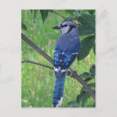 Posing Blue Jay ポストカード (正面)