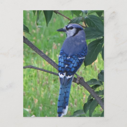 Posing Blue Jay ポストカード (正面)