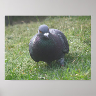 Posing Pigeon Print ポスター