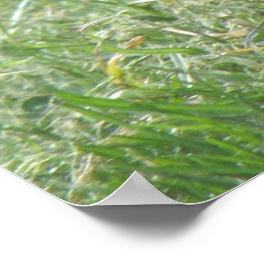 Posing Pigeon Print ポスター (角)