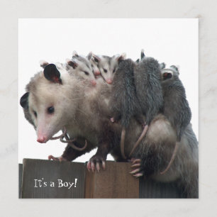Possum Humorous Birth Photoママの発表 案内状