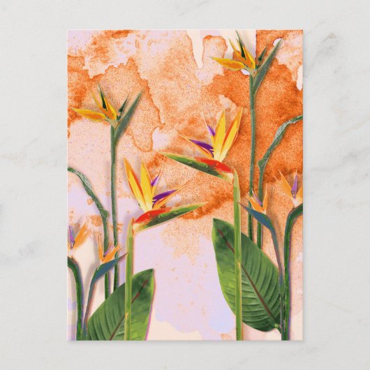 Postal Birds of Paradise in Bloom シーズンポストカード (正面)