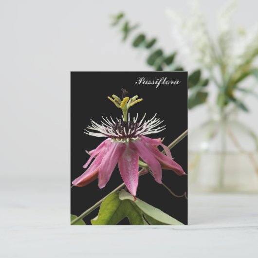 Postal de Passiflora ポストカード (スタンド正面)