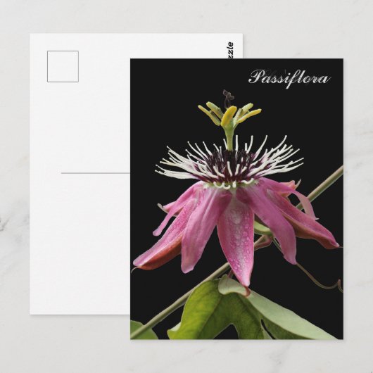 Postal de Passiflora ポストカード (正面/裏面)