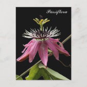 Postal de Passiflora ポストカード (正面)