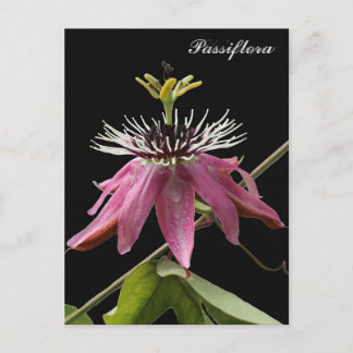 Postal de Passiflora ポストカード