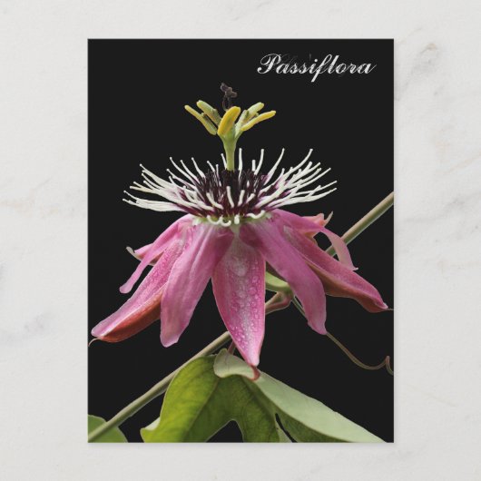 Postal de Passiflora ポストカード (正面)