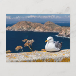 Postal gaviota en las Islas Cíes ポストカード