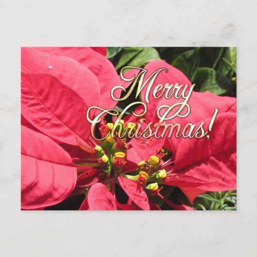 Postal Xmas 002  - Postcard ポストカード (正面)