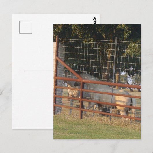 PostCardの範囲内 ポストカード (正面/裏面)