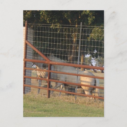 PostCardの範囲内 ポストカード (正面)