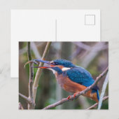 Postcard ポストカード (正面/裏面)