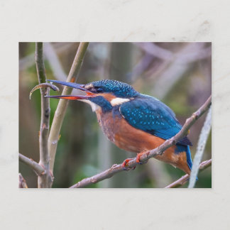 Postcard ポストカード