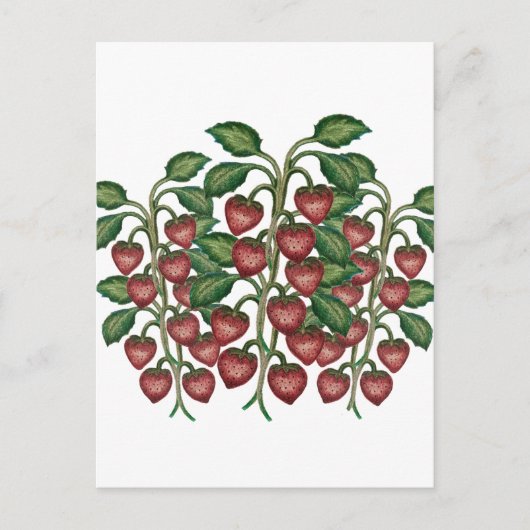 Postcard ポストカード (正面)