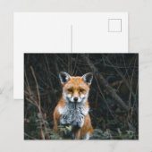 Postcard ポストカード (正面/裏面)