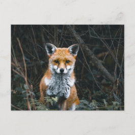 Postcard ポストカード