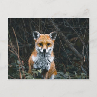 Postcard ポストカード