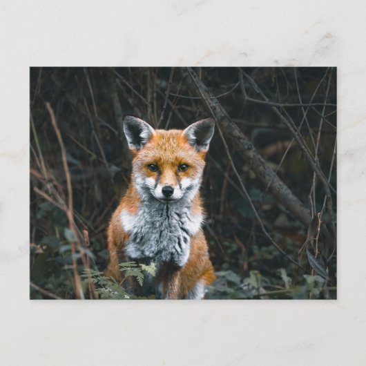 Postcard ポストカード (正面)