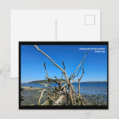 Postcard ポストカード (正面/裏面)