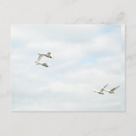 Postcard ポストカード