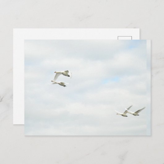 Postcard ポストカード (正面/裏面)