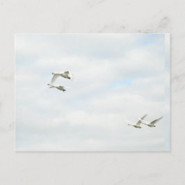 Postcard ポストカード