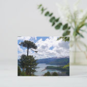 Postcard Araucaria araucana, Chile ポストカード (スタンド正面)