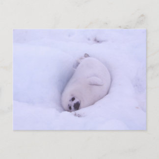 Postcard of a seal stuck in the snow ポストカード