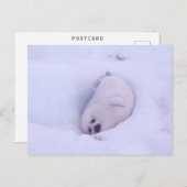 Postcard of a seal stuck in the snow ポストカード (正面/裏面)