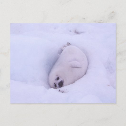 Postcard of a seal stuck in the snow ポストカード (正面)