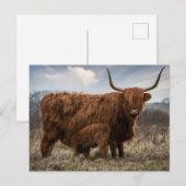 Postcard Schotse Hooglander met kalf ポストカード (正面/裏面)