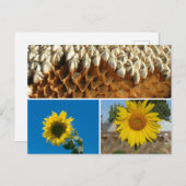 Postcard - Sunflowers ポストカード (正面/裏面)
